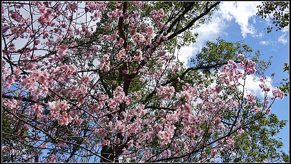 24SUN00501 藍天蒼木與盛開的椿寒櫻交織出動人畫面