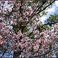 24SUN00501 藍天蒼木與盛開的椿寒櫻交織出動人畫面