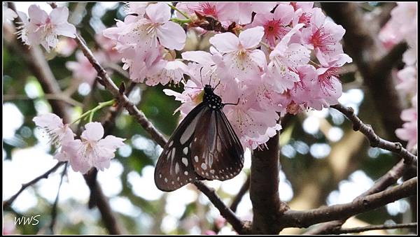 10CY_00738 蝴蝶棲在椿寒櫻上