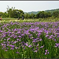 10SUN01209 紫鳶農場鳶尾花盛開