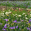 40SUN01212 紫鳶農場鳶尾花繽紛美麗