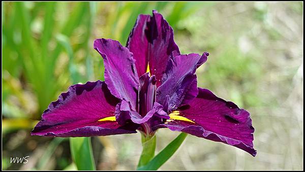 49SUN01156 深紫色鳶尾花