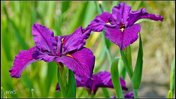 54SUN01187 紫色鳶尾花