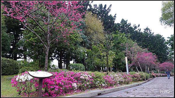 37SUN05745 公園步道八重櫻與杜鵑花盛開