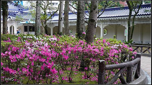 40SUN05778 杜鵑花與琉璃瓦交織出美景