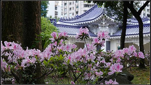 41SUN05779 杜鵑花與琉璃瓦交織出美景