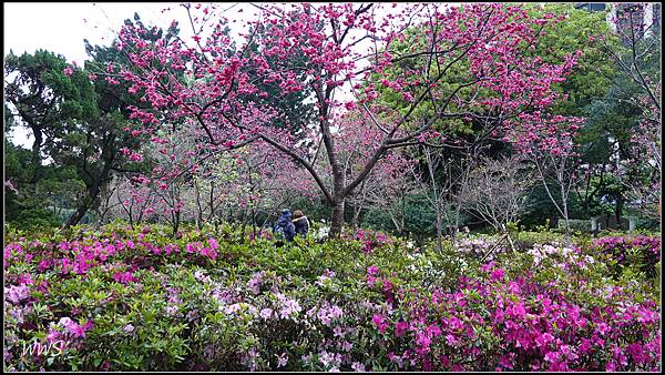 44SUN05801 八重櫻與杜鵑花交織出美景