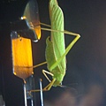 20110625永茂森林山莊 040.jpg