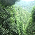 20110625永茂森林山莊 073.jpg