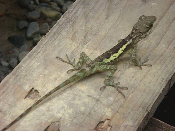 20110625永茂森林山莊 075.jpg