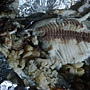 20110702金山水田園農莊 015.jpg