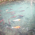 等待油燈中，先餵個魚