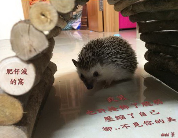 肥仔波~ 肥仔波~