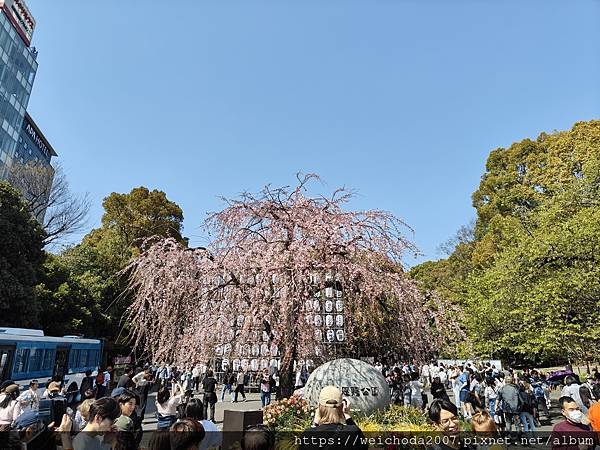 日本北陸櫻花遊櫻花遊