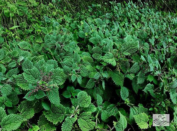 IMG_0945.jpeg IMG_0945.jpeg