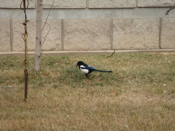 0311  學校裡頭可愛的鳥...是喜鵲嗎？