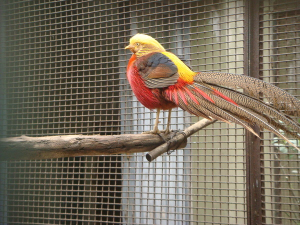 0321  很漂亮的鳥~紅腹錦雞