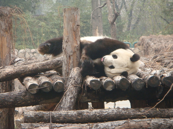 0321  熊貓吐舌頭