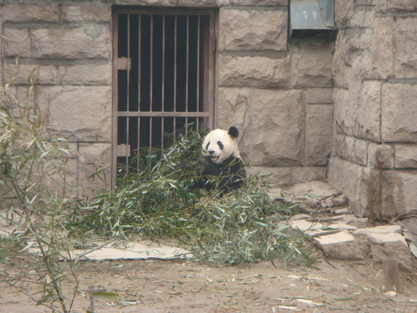 0321  正在吃竹子的另外一隻熊貓