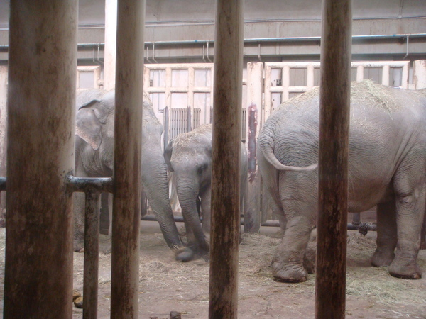 0321  大象和小象