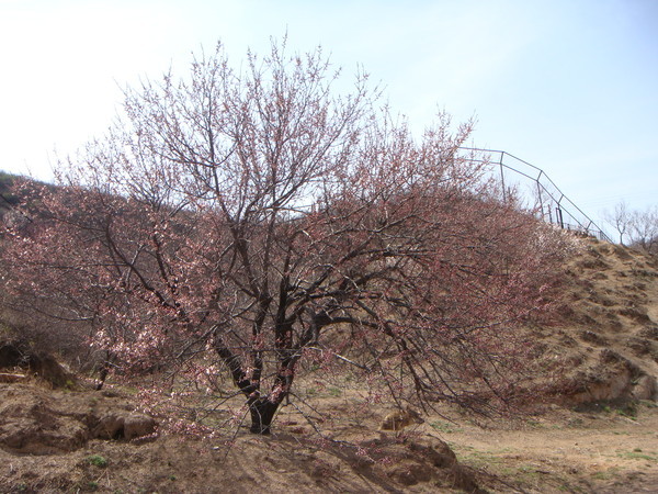 0414  漂亮的櫻花（？）樹