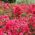 DSC03953.JPG