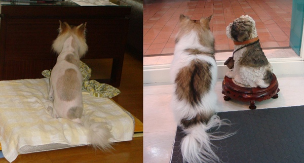 哪隻才是賴賴？