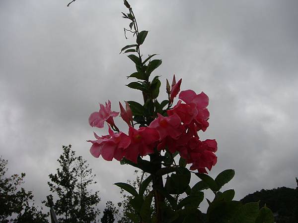 路邊的野花（誤）