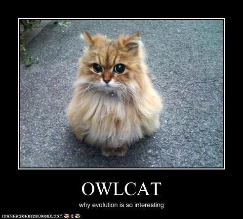 owlcat