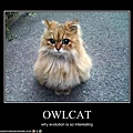 owlcat