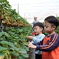 (256)20120317-苗栗戀戀山水農莊+六合草莓農莊-15