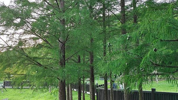 LINE_ALBUM_天母星巴克和原住民公園_210903_6.jpg