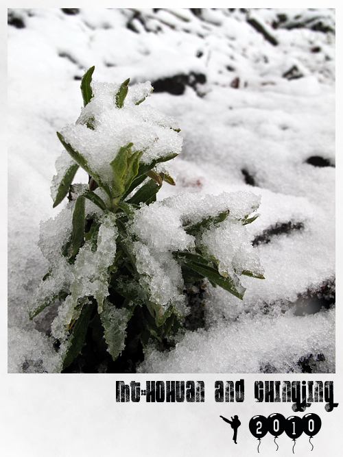 合歡山賞雪1.jpg 合歡山賞雪1.jpg