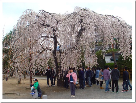 20100408~11名古屋 1638