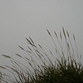 芒草的後面，就是霧中深淵