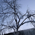 樹上的雪