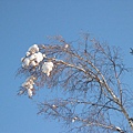 細細的樹枝被雪壓下來了嗎
