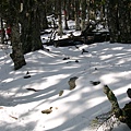 倒木原本就是黑森林的特色，雪鋪在上頭好像起伏的白色沙丘