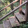 連接2~4號巨木間的階梯，有紅色的落葉