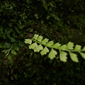 樹林裡的蕨類長得特別好