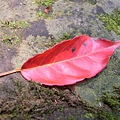 紅葉為春天的森林增添了顏色