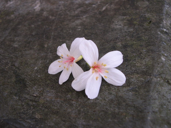 今年花開二度的油桐花