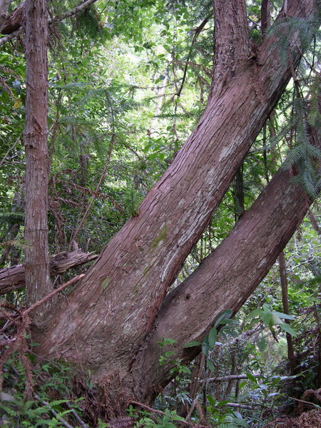 扁扁的樹幹
