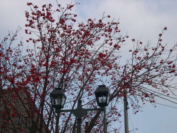 在小樽和札幌都很常見的路樹七竈，秋天開始就掛滿紅色的果實