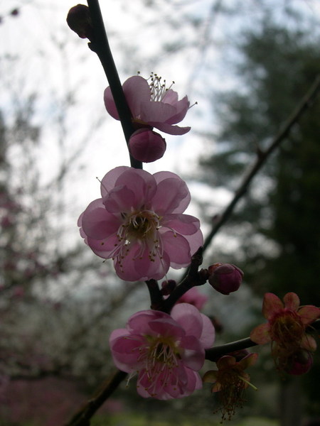 梅花的特色是花開在枝芽旁
