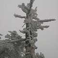 不怕風雪，一柱擎天呢