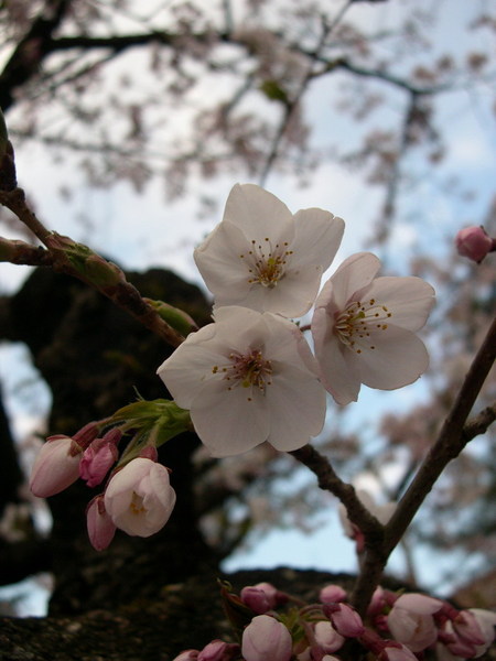 五瓣花瓣，花瓣中有小裂痕