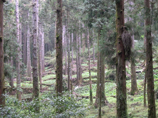 蒼鬱的林間，底下翠綠色的是著名的阿里山山葵