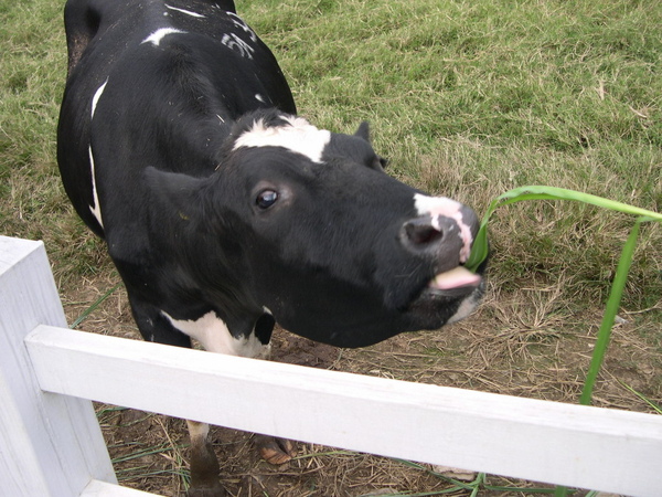 乳牛伸長了舌頭吃草