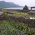 蘭嶼的特產，水芋